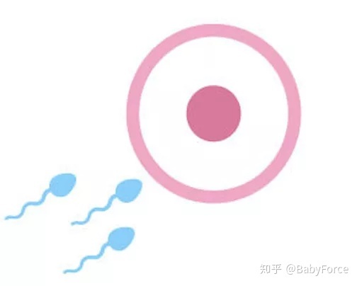 植入失败后该怎么办？供卵试管婴儿百科全书--幸运兔