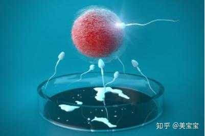借精试管婴儿对女性有害-借卵做试管婴儿对女性有害-请联系我们