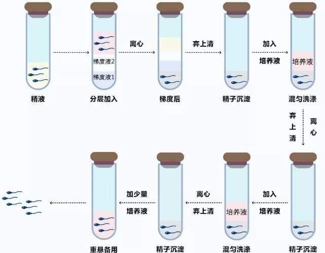 借卵试管长方案和拮抗剂方案的区别一目了然，看了就知道哪个好了