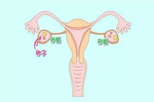 借卵做试管移植人绒毛参考表