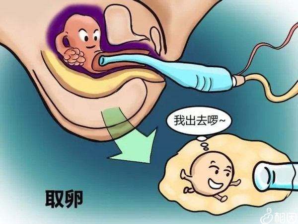 湖南有试管代怀妈妈吗养囊成功率为何如此高+